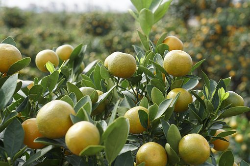 Free Cranberry Fruit Kumquat photo and picture