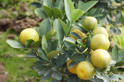 Free Fruit Kumquat photo and picture