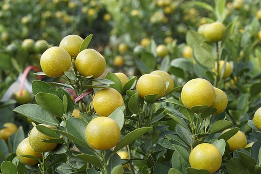Free Fruit Cranberry Fruit photo and picture