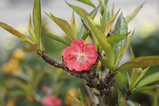 Free Peach Blossom Spring photo and picture