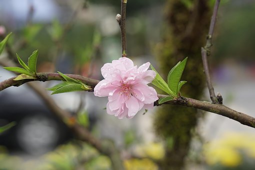 Free Spring Peach Blossom photo and picture