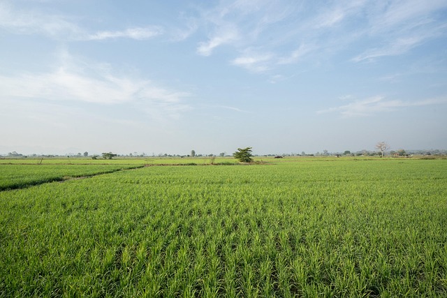 Free Rice Farm photo and picture