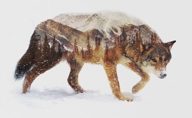 Download free HD stock image of Wolf Snow Free wolf snow animal illustration