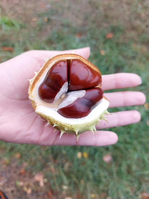 Free Chestnut Chestnuts photo and picture