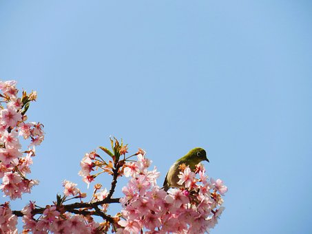 Free Spring Cherry Blossom photo and picture