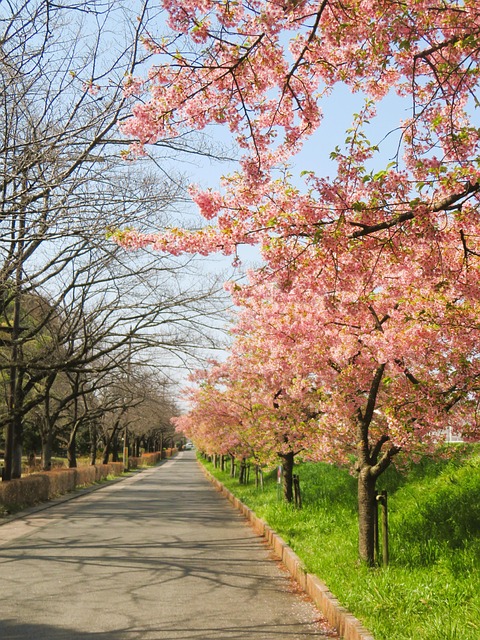 Free Spring Cherry Blossom photo and picture