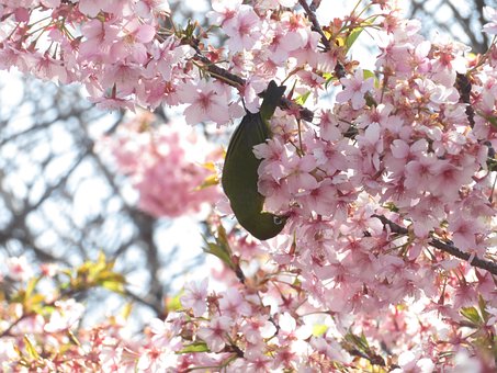 Free Spring Cherry Blossom photo and picture