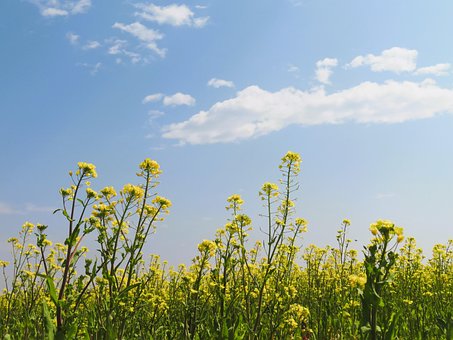 Free Canola Meadow photo and picture