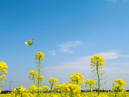Free Canola Canola Flower photo and picture
