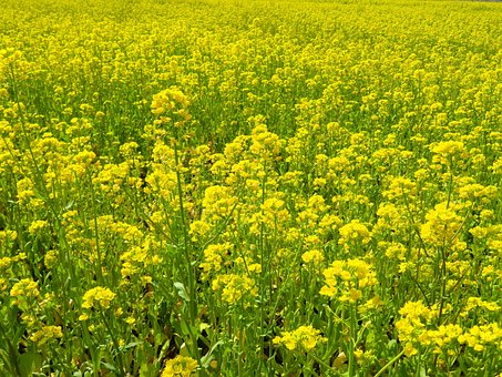 Free Canola Canola Flower photo and picture