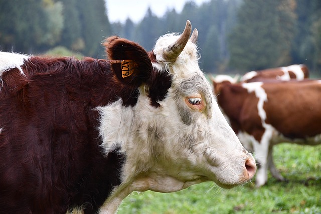 Free Montbeliarde Cow photo and picture