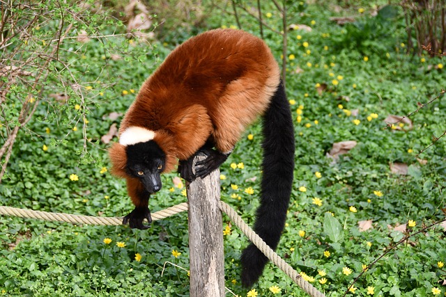 Free Lemur Red Ruffed Lemur photo and picture