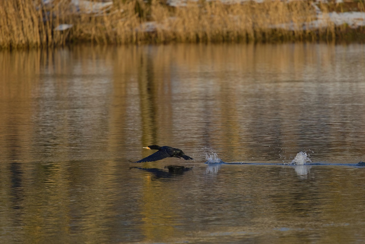 cormorant-river-main-wertheim-free-photo-on-pixabay-pixabay