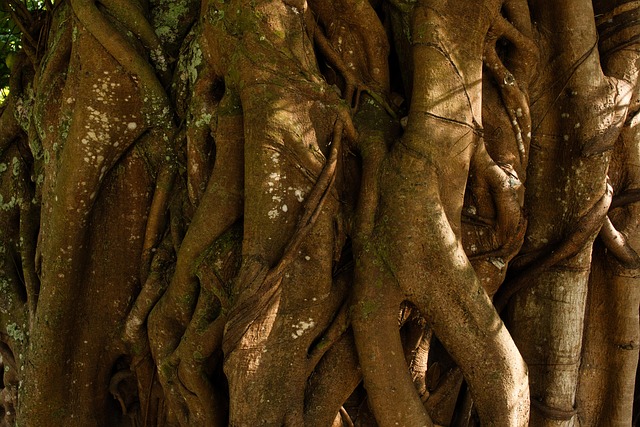 Árvore Porta-Malas Natureza - Foto gratuita no Pixabay - Pixabay