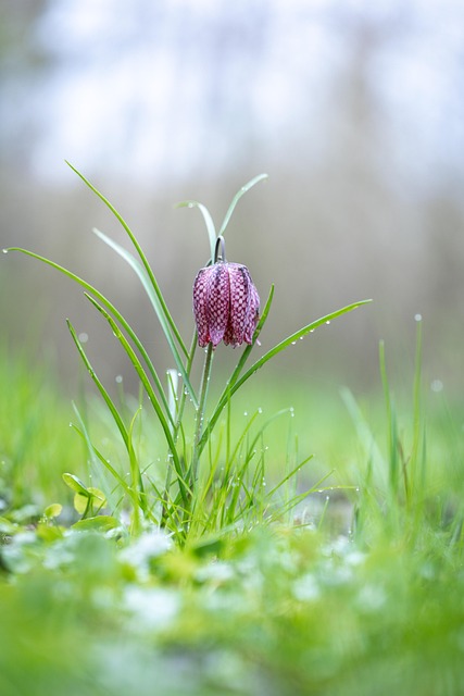 Natur, Perlmutt, Blumen, Pflanzen, Flora