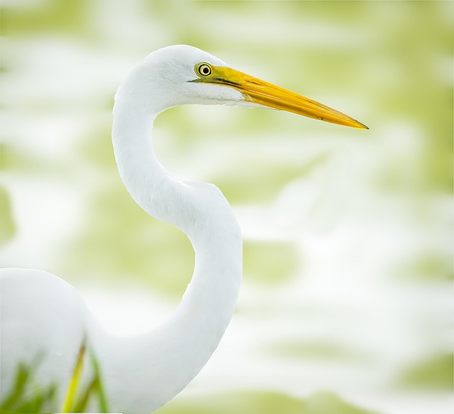 Silberreiher, Reiher, Vogel, Tier