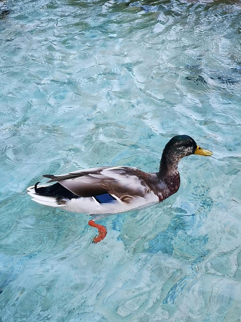 Ente, Vogel, Natur, Tier, Gefieder