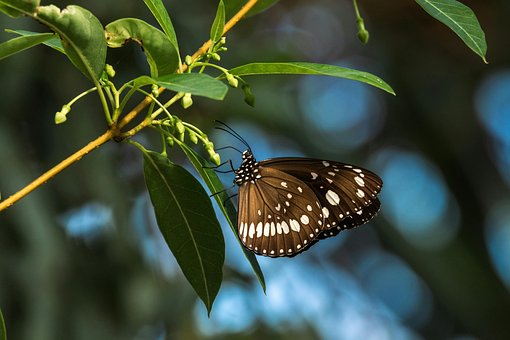 Schmetterling, Insekt, Natur, Tier