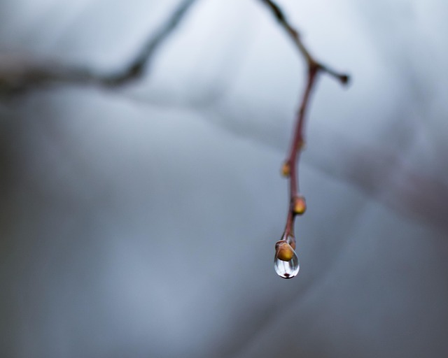 Free Branch Rain Drop photo and picture