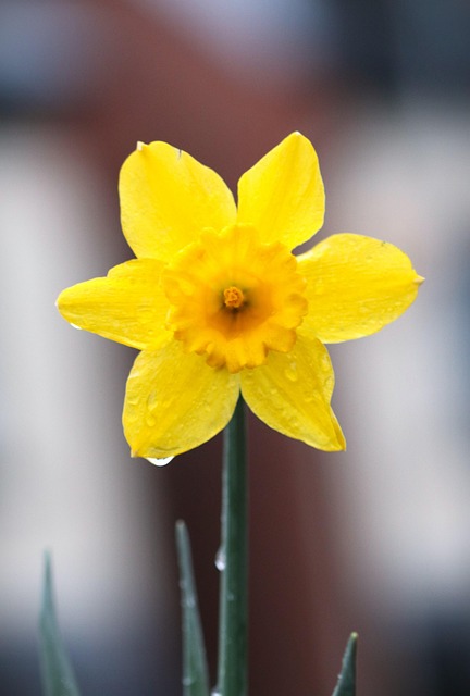 Free Daffodils Daffodil photo and picture