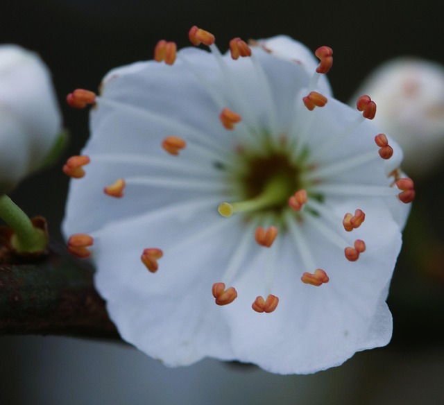 Free Cherry Blossoms Blossom Flower photo and picture