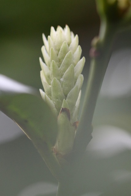 Free Greenery Leaves photo and picture