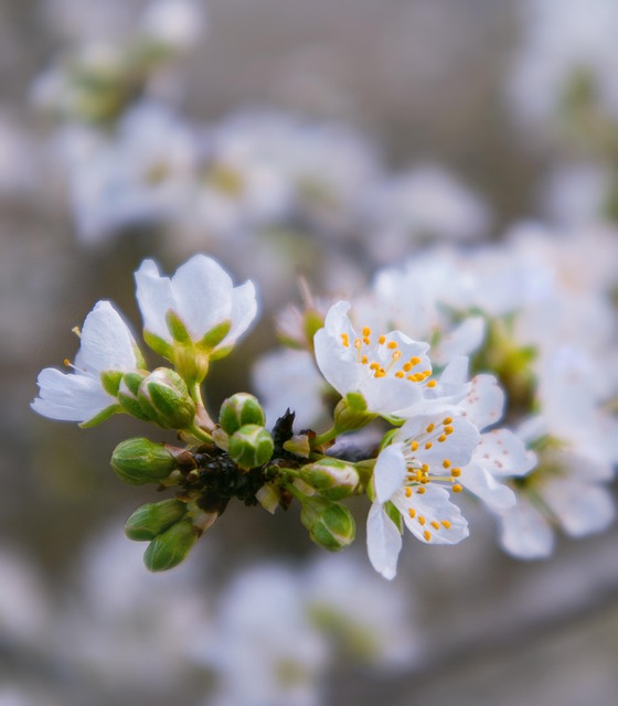 Feder, Garten, Blumen