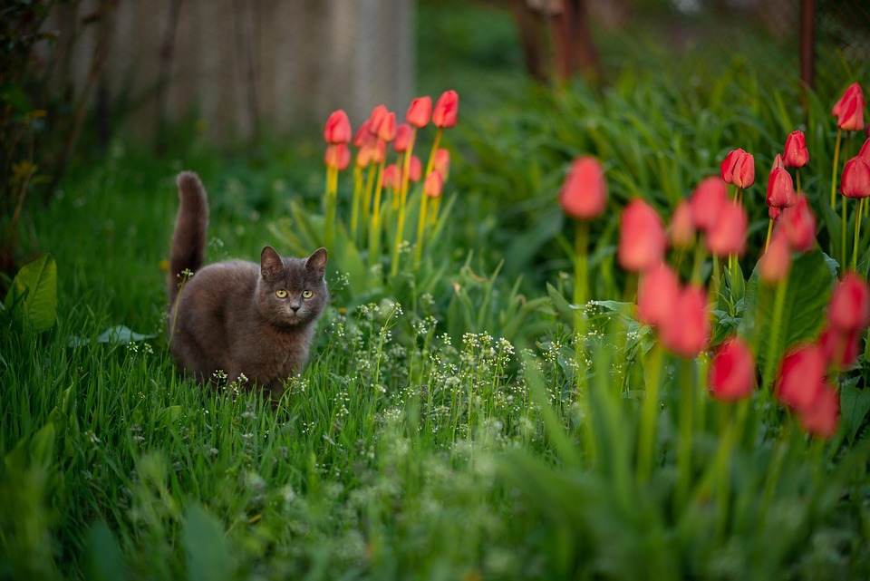 Cat Grass Tulips Red Free Photo On Pixabay Pixabay