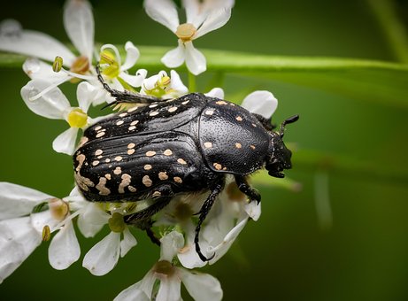 Free Beetle Insect photo and picture