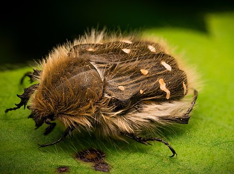 Free Beetle Hairy photo and picture
