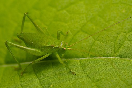 Free Bug Grasshopper photo and picture