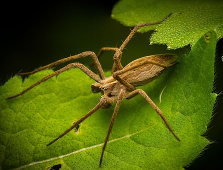 Free Spider Insect photo and picture