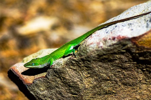 Free Gecko Iguana photo and picture