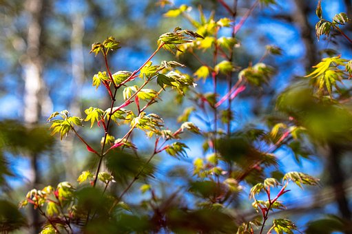 Free Plant Leaf photo and picture
