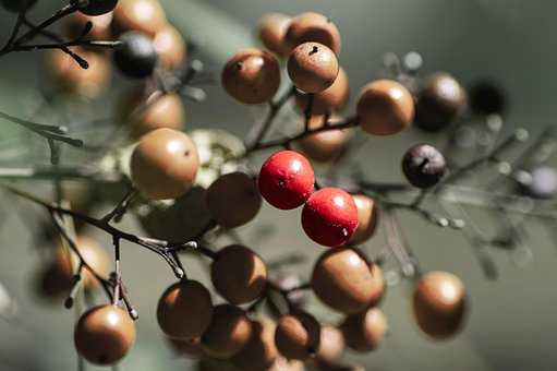 Free Berry Fruit photo and picture