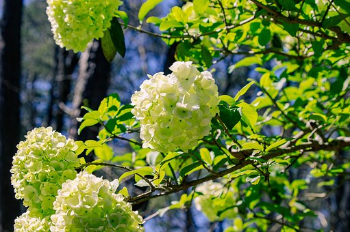 Free Flowers Bloom photo and picture