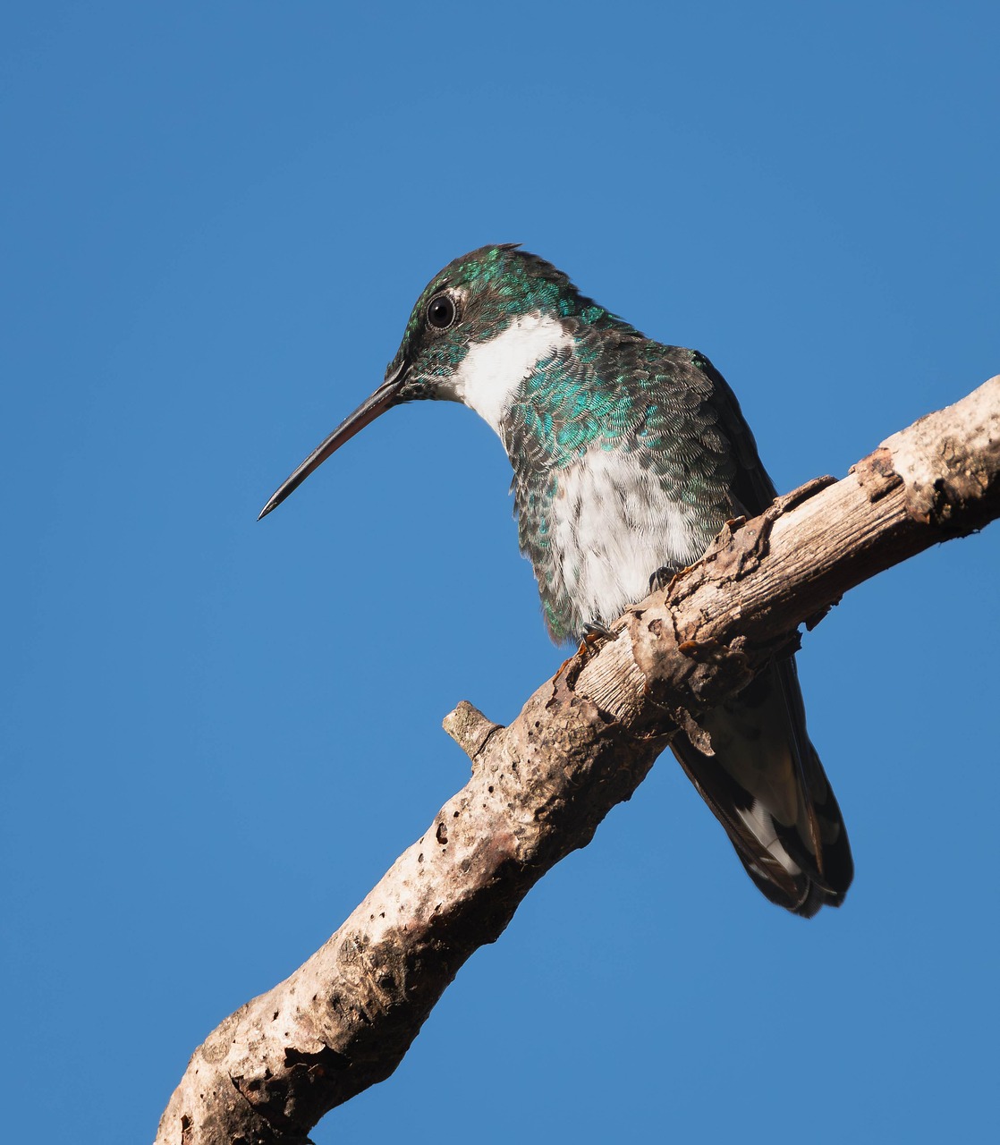 Hummingbird Bird Ornithology - Free photo on Pixabay - Pixabay