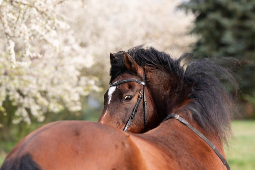Free Horse Spring photo and picture