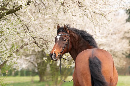 Free Horse Animals photo and picture