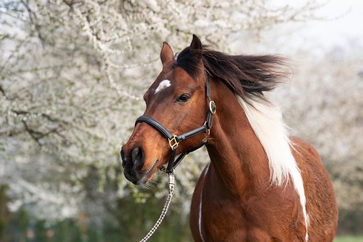 Free Horse Flowers photo and picture