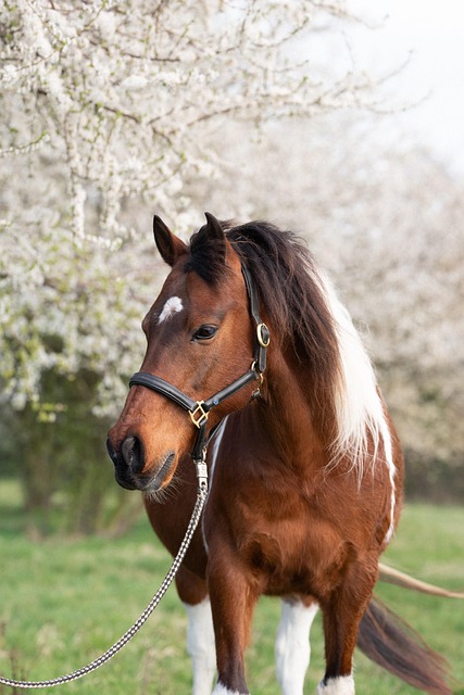 Paard, Bloemen, Bomen, Dier, De Lente