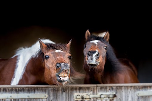 Free Horses Flehm photo and picture