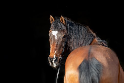 Free Horse Nature photo and picture