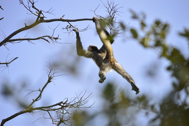 Free Monkey Spider Monkey photo and picture