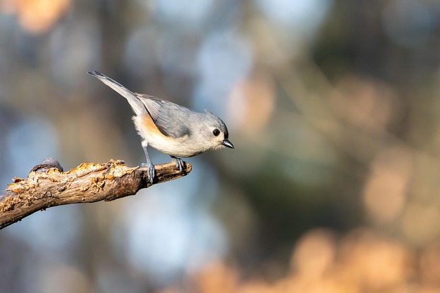 Free Small Bird photo and picture