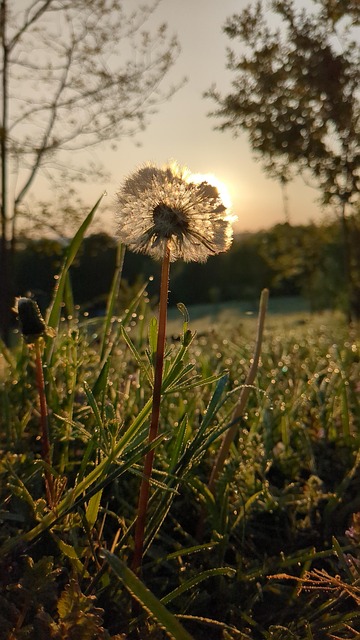 Free Dandelion Puff photo and picture