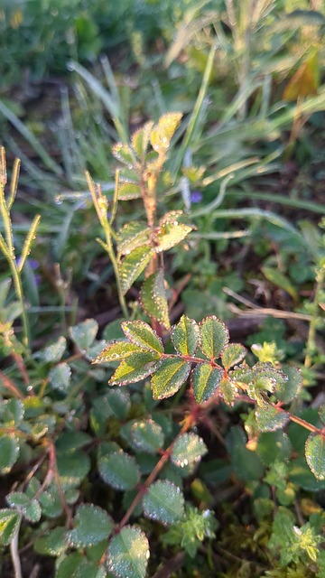 Free Leaf Dew photo and picture