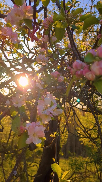 Apfelblüte, Frisch, Frühling, Rosa