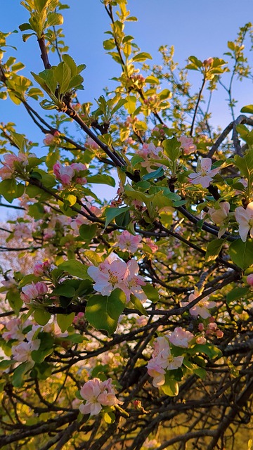 Free Apple Blossom Fresh photo and picture