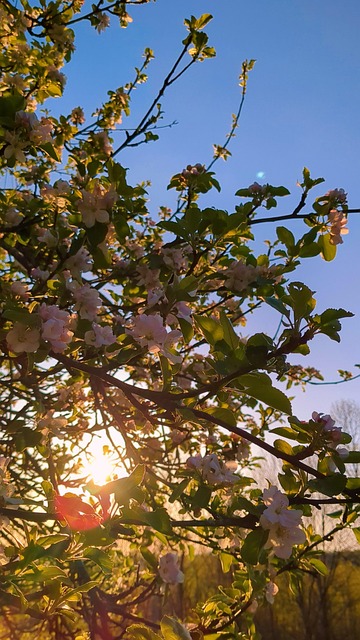 Free Apple Blossom Fresh photo and picture